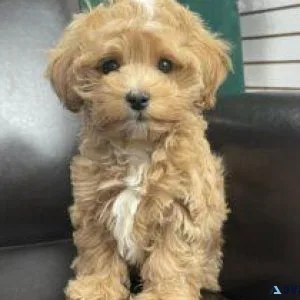 Multipoo(TOY)
