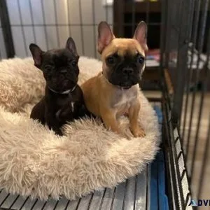 Adorable French Bulldog puppies ready to go now