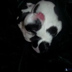 Imperial AKC Shih Tzu Puppies