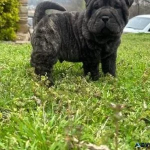 Adorable Chinese Shar-Pei Puppies available