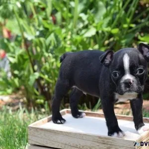 AKC reg. Boston Terrier puppies boys and girls