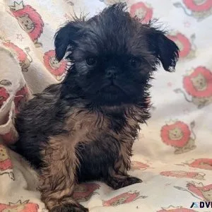 Loving Brussels Griffon Puppies girls and boys