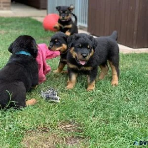 Lovely AKC Rottweiler Puppies