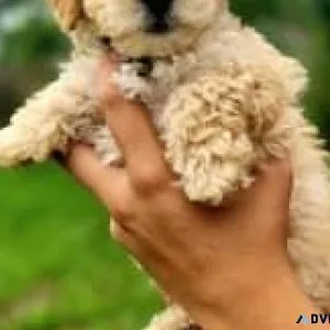 2 toy Poodles puppies for sale