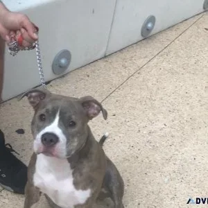 7 month old Pitbull
