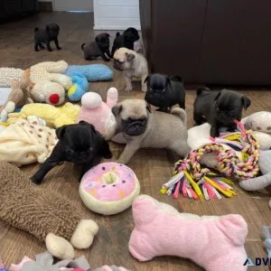 Adorable Pug puppies ready to go now