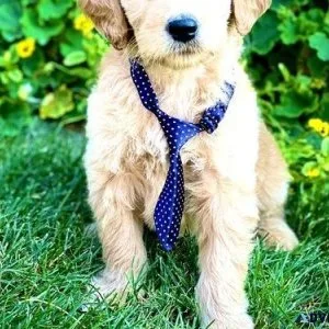 Male and female Goldendoodle puppies available