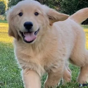 AKC Purebred Golden Retriever Puppies