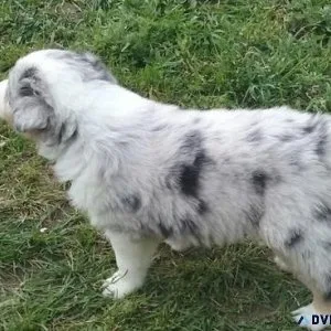 AKC Australian Shepherd Puppies available