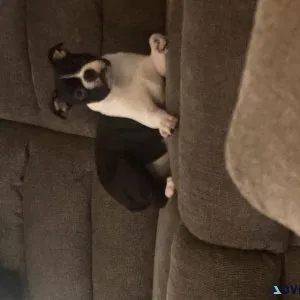 Frenchton (French bulldog and Boston terrier) male and female