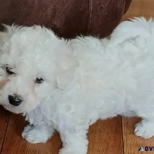 AKC Fluffy Bichon Frise Puppies for lovely homes