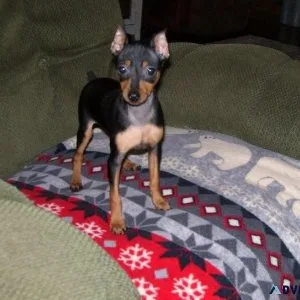 AKC Miniature Pinscher Puppies girls and boys