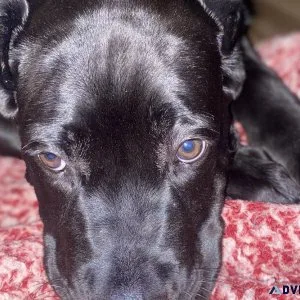 Cane corso