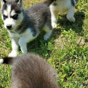 AKC reg. Siberian Huskypuppies boys and girls