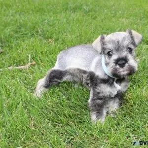 AKC Miniature Schnauzer Puppies Available Now