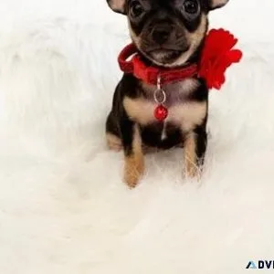 Beautiful Chihuahua Puppies available