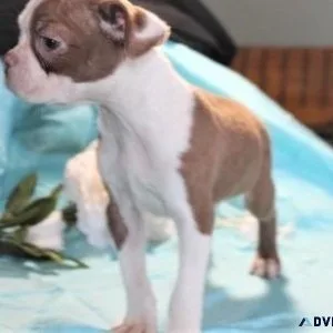 Adorable Boston Terrier puppies for Lovely Homes