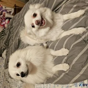 Male Pomeranian
