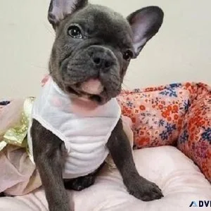 AKC Registered French Bulldog puppies