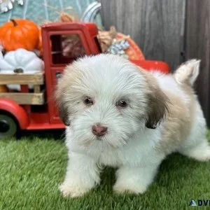 Beautiful Havanese Puppies Available NOW