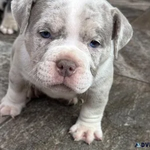 Micro American bulldog
