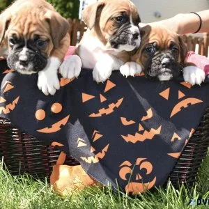 Boxer Puppies
