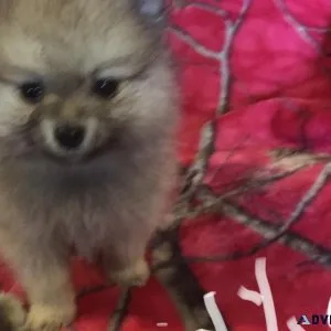 AKC reg. Pomeranian Puppies for sale