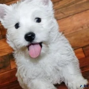 AKC West Highland White Terrier Puppies