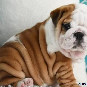 Healthy Wrinkle Mini English Bulldog puppies