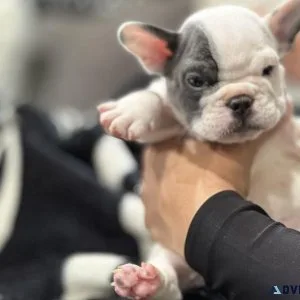 French bulldog puppies