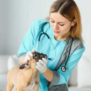 The importance of finding a trusted dog veterinary near you