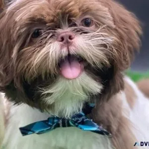 Akc Shih Tzu up for stud service.  Liver color