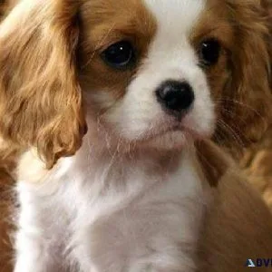 Cavalier King Charles puppies