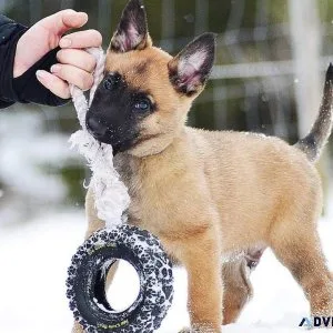 Smart Belgian Malinois Puppies