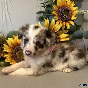 Border Collie puppies