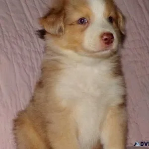 Australian shepherds