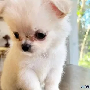 Buy a Maltese puppy online in Dehradun.