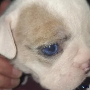 Lilac Tri merle english bulldog
