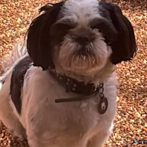 AKC Shih Tzu Male