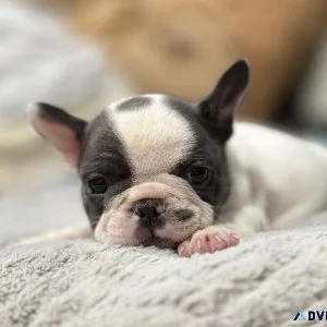 French bulldog puppies