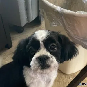 Shih Tzu Male