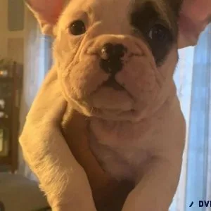 Akc French Bulldog puppies