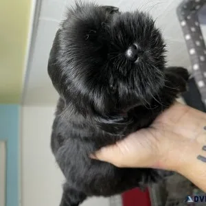 CKC Shih Tzu Males