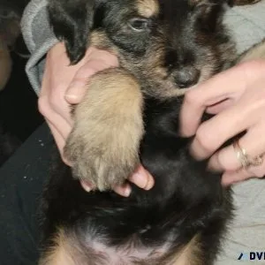 Rolo 6 week old puppy.3