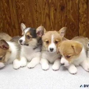 Home Raised Pembroke Welsh Corgi Puppies