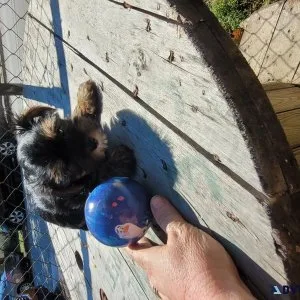 male yorkie