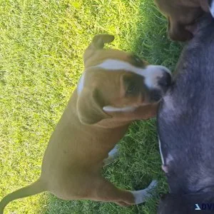 American Staffondshire Terrior  Boxer Puppies. Super cute