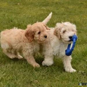 Cockapoo puppies ready now