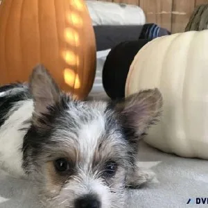 Party YORKIE FREE