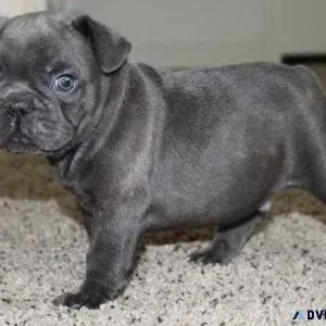 french bulldog puppies for sale